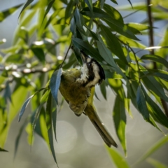 Falcunculus frontatus at Araluen, NSW - 24 Jan 2021