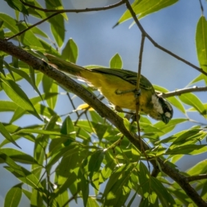 Falcunculus frontatus at Majors Creek, NSW - 24 Jan 2021