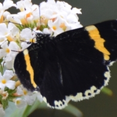 Eutrichopidia latinus (Yellow-banded Day-moth) at Boro, NSW - 26 Jan 2021 by mcleana