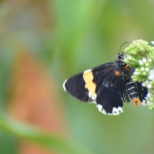 Eutrichopidia latinus at Boro, NSW - 26 Jan 2021