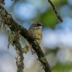 Sericornis frontalis (White-browed Scrubwren) at Araluen, NSW - 24 Jan 2021 by trevsci