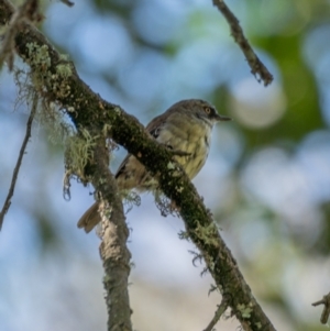 Sericornis frontalis at Araluen, NSW - 24 Jan 2021 11:04 AM