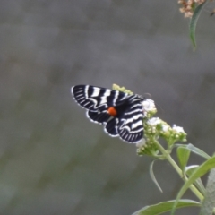 Comocrus behri at Boro, NSW - 26 Jan 2021 02:06 PM