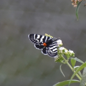 Comocrus behri at Boro, NSW - 26 Jan 2021 02:06 PM