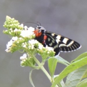 Comocrus behri at Boro, NSW - 26 Jan 2021 02:06 PM