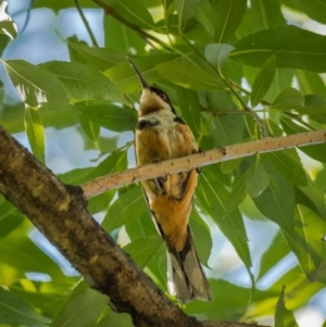 Acanthorhynchus tenuirostris at Araluen, NSW - 24 Jan 2021