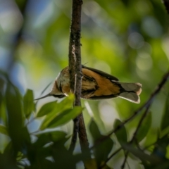 Acanthorhynchus tenuirostris at Araluen, NSW - 24 Jan 2021