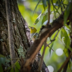 Zosterops lateralis (Silvereye) at Araluen, NSW - 24 Jan 2021 by trevsci