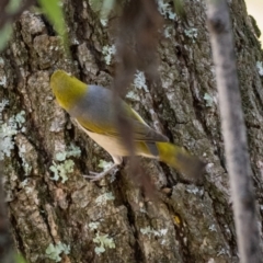 Zosterops lateralis at Araluen, NSW - 24 Jan 2021