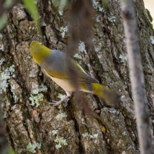 Zosterops lateralis at Araluen, NSW - 24 Jan 2021