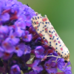 Utetheisa pulchelloides at Boro, NSW - 26 Jan 2021