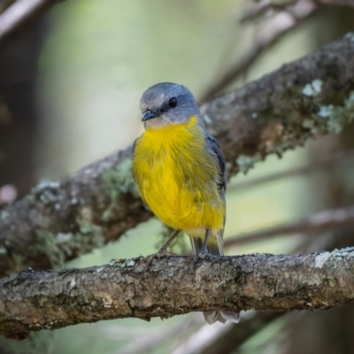 Eopsaltria australis (Eastern Yellow Robin) at Araluen, NSW - 24 Jan 2021 by trevsci