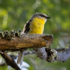 Eopsaltria australis at Araluen, NSW - 24 Jan 2021