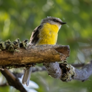 Eopsaltria australis at Araluen, NSW - 24 Jan 2021 12:02 PM