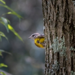 Eopsaltria australis at Araluen, NSW - 24 Jan 2021