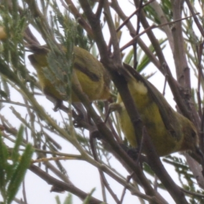 Acanthiza nana (Yellow Thornbill) at Boro, NSW - 26 Jan 2021 by mcleana