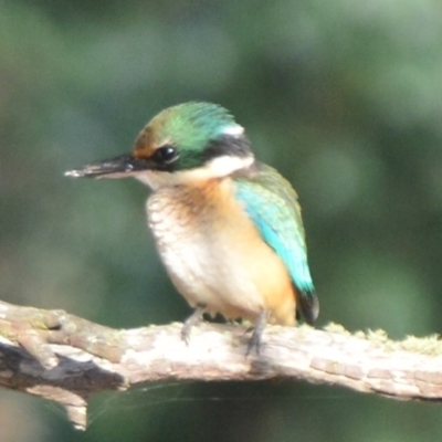 Todiramphus sanctus (Sacred Kingfisher) at Boro, NSW - 20 Jan 2021 by mcleana