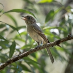 Pachycephala pectoralis (Golden Whistler) at Araluen, NSW - 24 Jan 2021 by trevsci