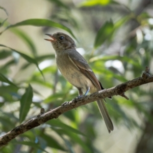 Pachycephala pectoralis at Araluen, NSW - 24 Jan 2021 11:55 AM