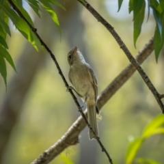 Pachycephala pectoralis at Araluen, NSW - 24 Jan 2021 11:55 AM