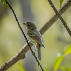 Pachycephala pectoralis at Araluen, NSW - 24 Jan 2021 11:55 AM