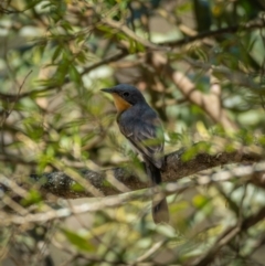 Myiagra rubecula (Leaden Flycatcher) at Araluen, NSW - 24 Jan 2021 by trevsci