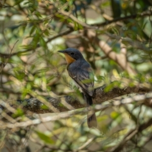 Myiagra rubecula at Araluen, NSW - 24 Jan 2021