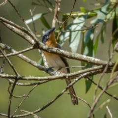 Myiagra rubecula at Araluen, NSW - 24 Jan 2021 12:29 PM