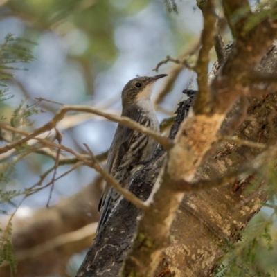 Cormobates leucophaea (White-throated Treecreeper) at Majors Creek, NSW - 24 Jan 2021 by trevsci