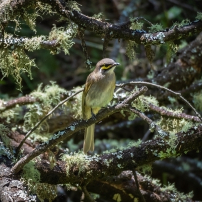 Caligavis chrysops (Yellow-faced Honeyeater) at Araluen, NSW - 24 Jan 2021 by trevsci