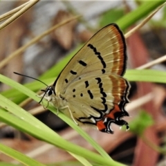 Jalmenus evagoras (Imperial Hairstreak) at Cotter River, ACT - 26 Jan 2021 by JohnBundock