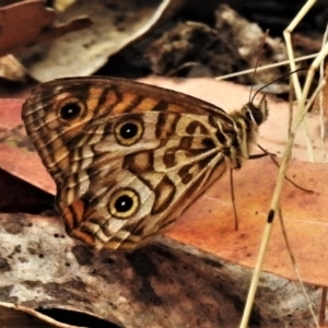 Geitoneura acantha at Cotter River, ACT - 26 Jan 2021