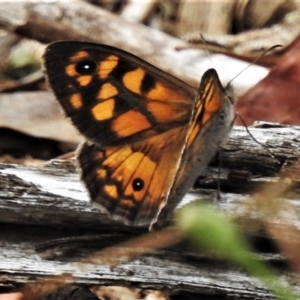 Geitoneura klugii at Cotter River, ACT - 26 Jan 2021