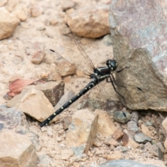 Eusynthemis guttata (Southern Tigertail) at Cotter River, ACT - 26 Jan 2021 by SWishart
