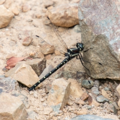Eusynthemis guttata (Southern Tigertail) at Cotter River, ACT - 26 Jan 2021 by SWishart