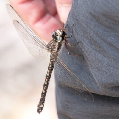 Austroaeschna atrata (Mountain Darner) at Namadgi National Park - 25 Jan 2021 by SWishart