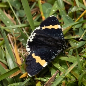 Eutrichopidia latinus at Acton, ACT - 27 Jan 2021 10:46 AM