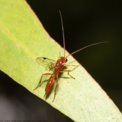 Netelia sp. (genus) (An Ichneumon wasp) at ANBG - 27 Jan 2021 by Roger