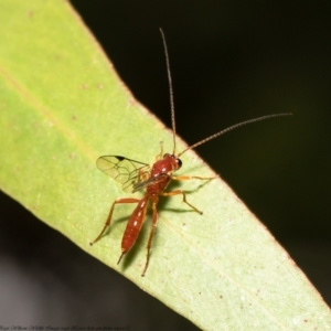 Netelia sp. (genus) at Acton, ACT - 27 Jan 2021