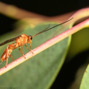 Netelia sp. (genus) at Acton, ACT - 27 Jan 2021