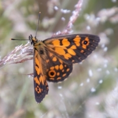 Oreixenica orichora (Spotted Alpine Xenica) at Namadgi National Park - 25 Jan 2021 by SWishart