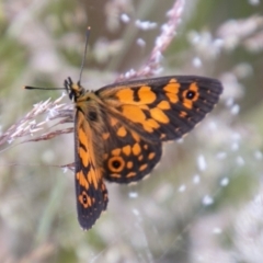 Oreixenica orichora (Spotted Alpine Xenica) at Cotter River, ACT - 26 Jan 2021 by SWishart