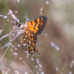 Oreixenica orichora at Cotter River, ACT - 26 Jan 2021