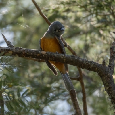 Monarcha melanopsis (Black-faced Monarch) at Araluen, NSW - 23 Jan 2021 by trevsci