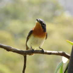 Myiagra cyanoleuca (Satin Flycatcher) at Paddys River, ACT - 25 Jan 2021 by MatthewFrawley