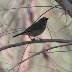 Neochmia temporalis (Red-browed Finch) at Corry's Wood - 26 Jan 2021 by PaulF