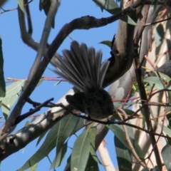 Rhipidura albiscapa (Grey Fantail) at Corry's Wood - 25 Jan 2021 by PaulF