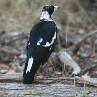 Gymnorhina tibicen (Australian Magpie) at Albury - 26 Jan 2021 by PaulF