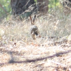 Lepus capensis (Brown Hare) at Thurgoona, NSW - 25 Jan 2021 by PaulF