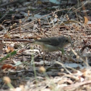 Acanthiza reguloides at Thurgoona, NSW - 26 Jan 2021 09:18 AM